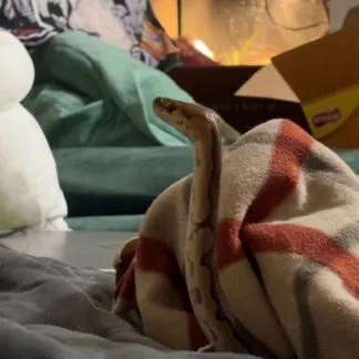 Review #233461, image #1