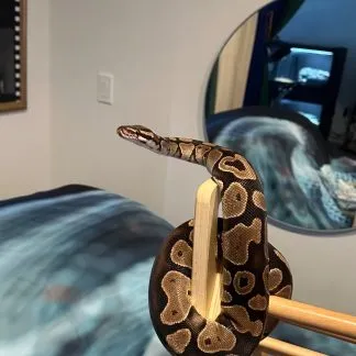 Review #233647, image #2