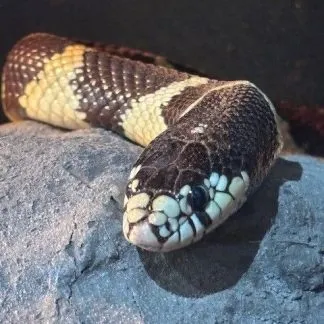 Review #233369, image #2