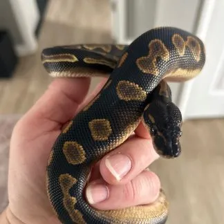 Review #233588, image #1