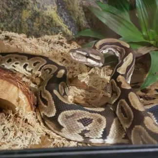 Review #234721, image #1