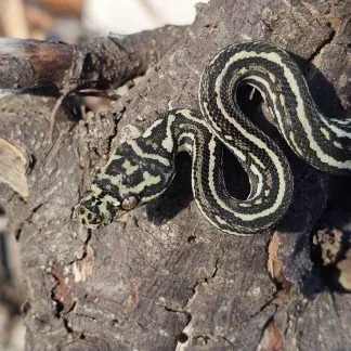 Review #234692, image #1