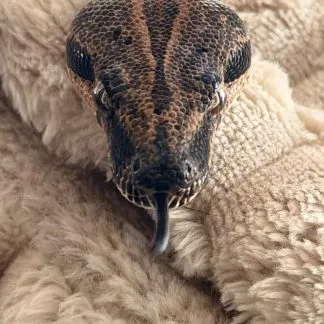 Review #234798, image #1