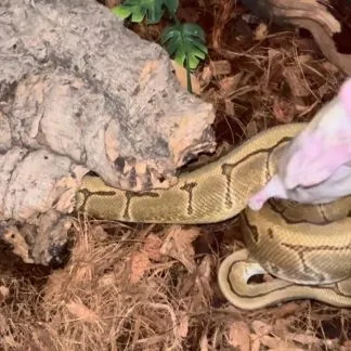 Review #234074, image #2