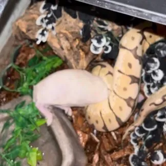 Review #234074, image #1