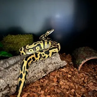 Review #234769, image #1