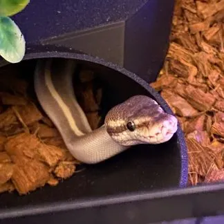 Review #235720, image #1