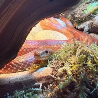 Review #234725, image #1