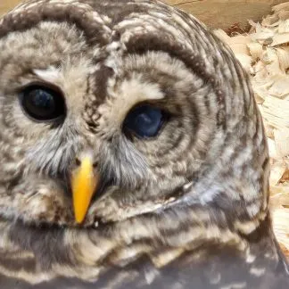 Review #237112, image #1