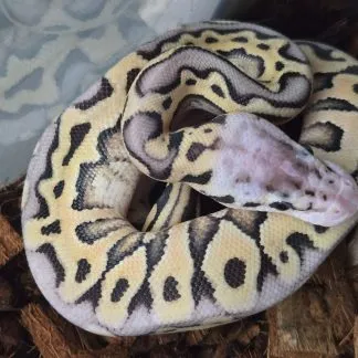 Review #236573, image #1