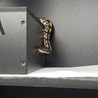 Review #237017, image #1