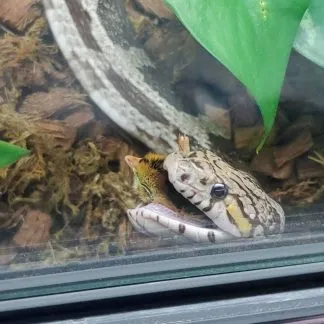 Review #237662, image #1