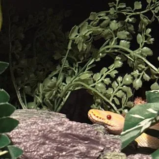 Review #238780, image #1