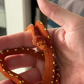 Review #238451, image #1