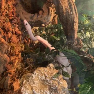 Review #237121, image #1