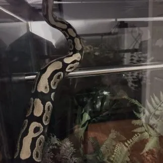 Review #238425, image #1