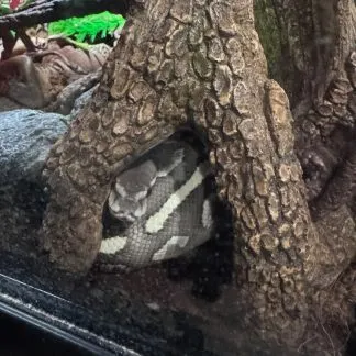 Review #238845, image #1