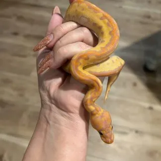 Review #238276, image #1