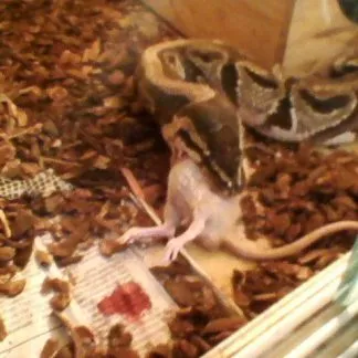 Review #236510, image #1