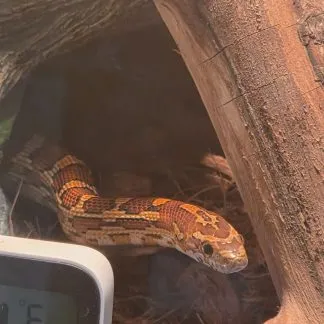 Review #239361, image #1