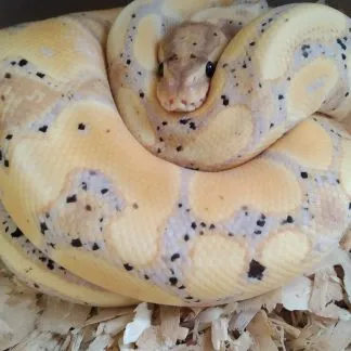 Review #240066, image #1