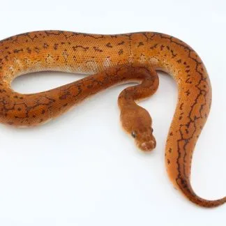 Review #240048, image #2