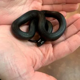 Review #240048, image #1