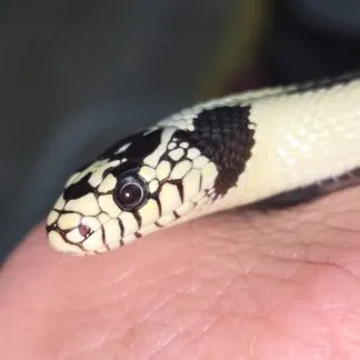 Review #245067, image #1