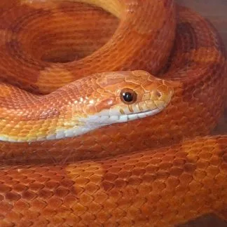 Review #240028, image #1