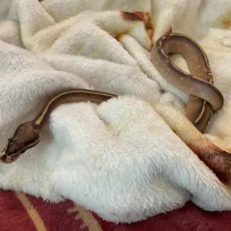 Review #245326, image #1