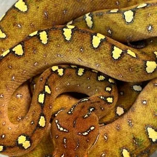 Review #239091, image #4