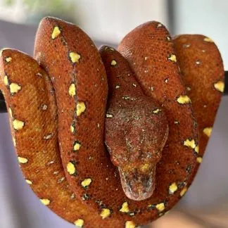 Review #239091, image #3