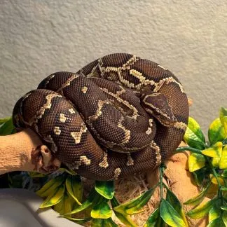 Review #239032, image #1