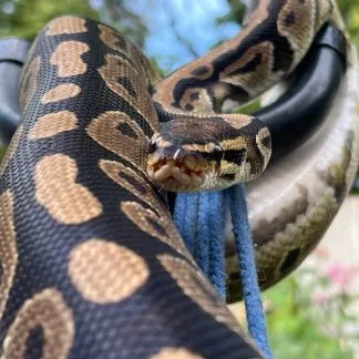 Review #239807, image #3