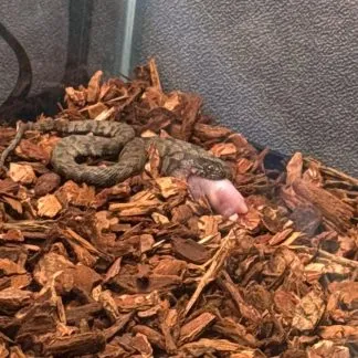 Review #245633, image #1