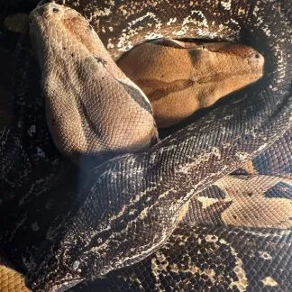 Review #239950, image #3