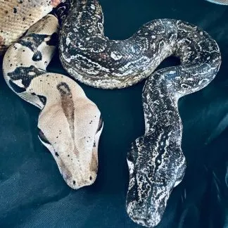 Review #239950, image #1