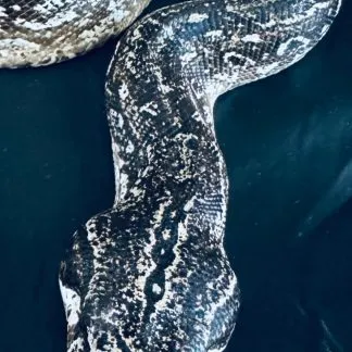 Review #239950, image #2