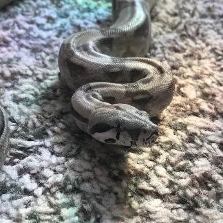 Review #239807, image #4