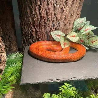 Review #240127, image #2