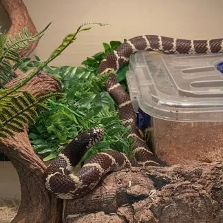 Review #240127, image #1