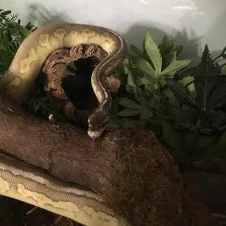 Review #239795, image #1