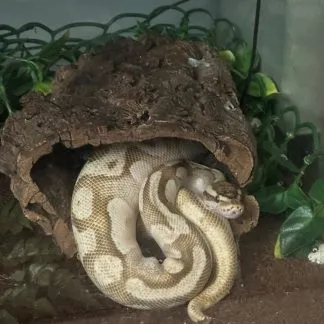 Review #239795, image #2