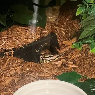 Review #239194, image #1