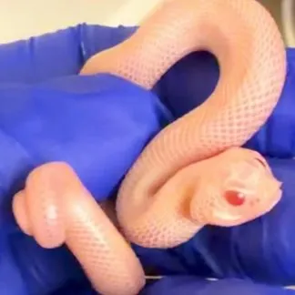 Review #239452, image #1