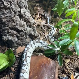 Review #239644, image #1